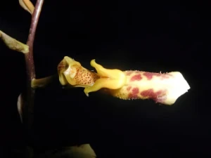 Image de Bulbophyllum sp thailand 23